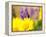 USA, Washington State. Close-up of Arrowleaf Balsamroot and lupine-Terry Eggers-Framed Premier Image Canvas