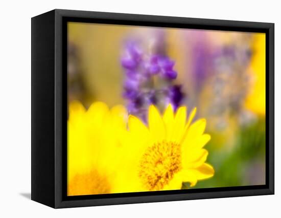 USA, Washington State. Close-up of Arrowleaf Balsamroot and lupine-Terry Eggers-Framed Premier Image Canvas