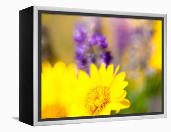 USA, Washington State. Close-up of Arrowleaf Balsamroot and lupine-Terry Eggers-Framed Premier Image Canvas