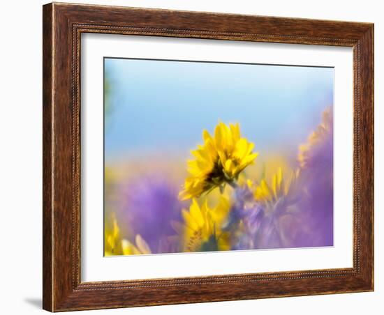 USA, Washington State. Close-up of Arrowleaf Balsamroot and lupine-Terry Eggers-Framed Photographic Print