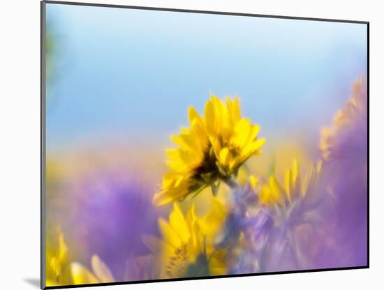 USA, Washington State. Close-up of Arrowleaf Balsamroot and lupine-Terry Eggers-Mounted Photographic Print