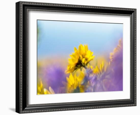 USA, Washington State. Close-up of Arrowleaf Balsamroot and lupine-Terry Eggers-Framed Photographic Print