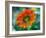 USA, Washington State. Close-up of State Fair Zinnia-Sylvia Gulin-Framed Photographic Print