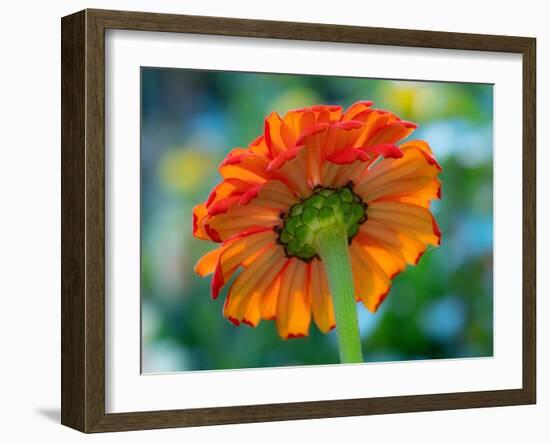 USA, Washington State. Close-up of State Fair Zinnia-Sylvia Gulin-Framed Photographic Print