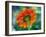 USA, Washington State. Close-up of State Fair Zinnia-Sylvia Gulin-Framed Photographic Print