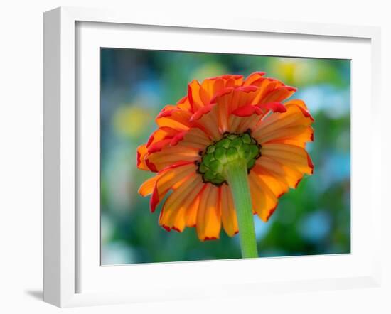 USA, Washington State. Close-up of State Fair Zinnia-Sylvia Gulin-Framed Photographic Print