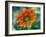 USA, Washington State. Close-up of State Fair Zinnia-Sylvia Gulin-Framed Photographic Print