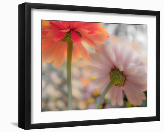 USA, Washington State. Close-up of State Fair Zinnia-Sylvia Gulin-Framed Photographic Print