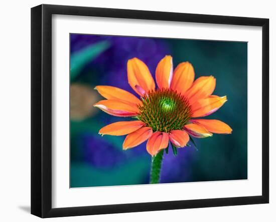 USA, Washington State. Close-up of State Fair Zinnia-Sylvia Gulin-Framed Photographic Print