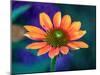 USA, Washington State. Close-up of State Fair Zinnia-Sylvia Gulin-Mounted Photographic Print