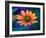 USA, Washington State. Close-up of State Fair Zinnia-Sylvia Gulin-Framed Photographic Print