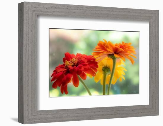 USA, Washington State. Close-up of State Fair Zinnia-Sylvia Gulin-Framed Photographic Print