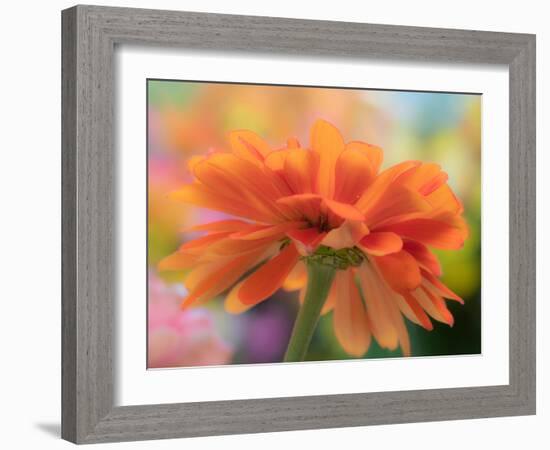 USA, Washington State. Close-up of State Fair Zinnia-Sylvia Gulin-Framed Photographic Print