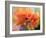 USA, Washington State. Close-up of State Fair Zinnia-Sylvia Gulin-Framed Photographic Print