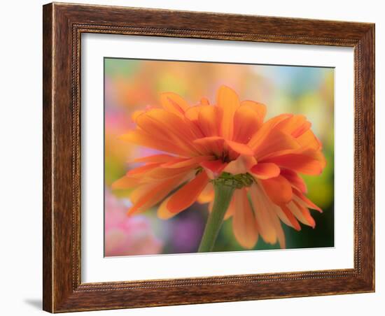 USA, Washington State. Close-up of State Fair Zinnia-Sylvia Gulin-Framed Photographic Print