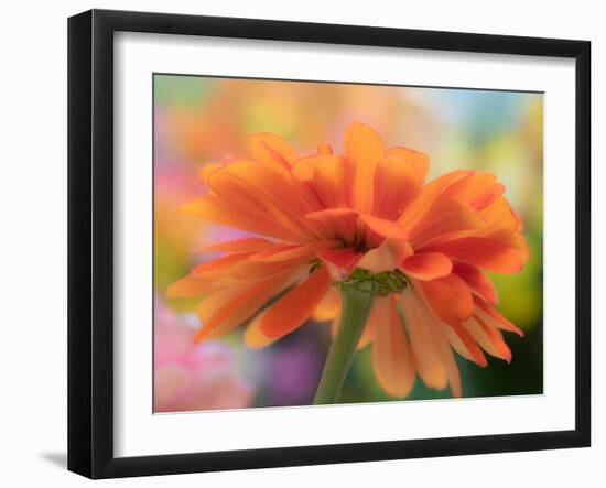 USA, Washington State. Close-up of State Fair Zinnia-Sylvia Gulin-Framed Photographic Print