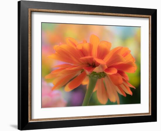 USA, Washington State. Close-up of State Fair Zinnia-Sylvia Gulin-Framed Photographic Print