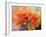 USA, Washington State. Close-up of State Fair Zinnia-Sylvia Gulin-Framed Photographic Print