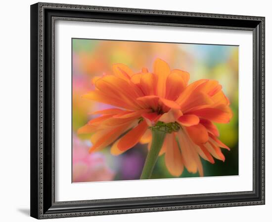 USA, Washington State. Close-up of State Fair Zinnia-Sylvia Gulin-Framed Photographic Print