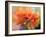 USA, Washington State. Close-up of State Fair Zinnia-Sylvia Gulin-Framed Photographic Print