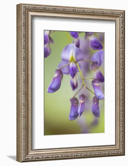 USA, Washington State, Cluster of spring wisteria blooms close-up.-Trish Drury-Framed Photographic Print