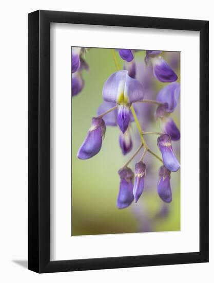 USA, Washington State, Cluster of spring wisteria blooms close-up.-Trish Drury-Framed Photographic Print