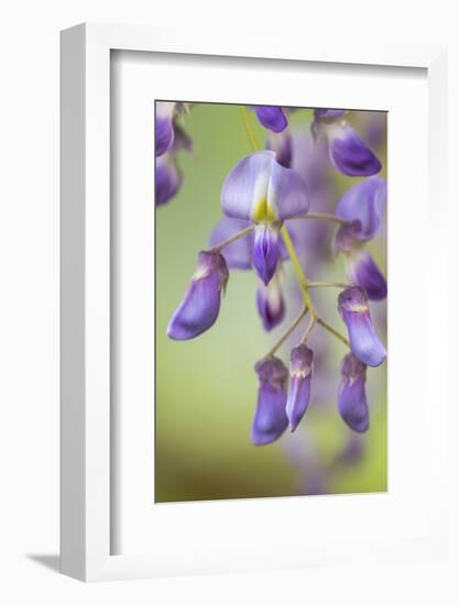 USA, Washington State, Cluster of spring wisteria blooms close-up.-Trish Drury-Framed Photographic Print