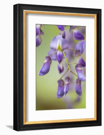 USA, Washington State, Cluster of spring wisteria blooms close-up.-Trish Drury-Framed Photographic Print