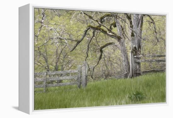 USA, Washington State, Columbia River Gorge. Abandoned pasture-Jaynes Gallery-Framed Premier Image Canvas