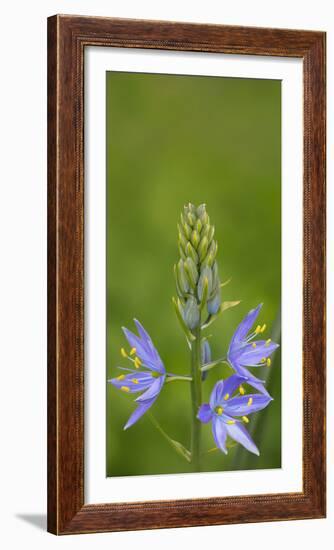 USA. Washington State. Common Camas wildflower blooming.-Gary Luhm-Framed Photographic Print