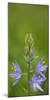 USA. Washington State. Common Camas wildflower blooming.-Gary Luhm-Mounted Photographic Print