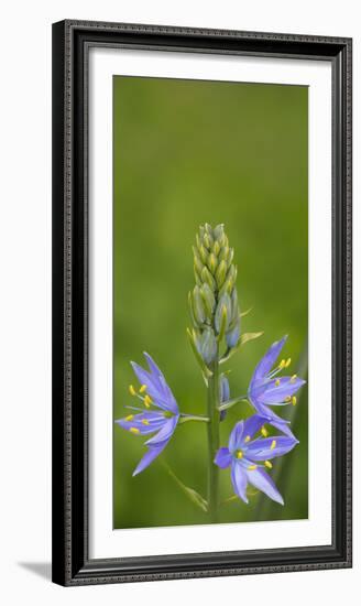 USA. Washington State. Common Camas wildflower blooming.-Gary Luhm-Framed Photographic Print