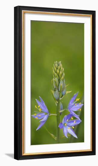 USA. Washington State. Common Camas wildflower blooming.-Gary Luhm-Framed Photographic Print