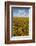 USA, Washington State, Connell. Scenic of Coneflower Field-Don Paulson-Framed Photographic Print