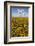 USA, Washington State, Connell. Scenic of Coneflower Field-Don Paulson-Framed Photographic Print