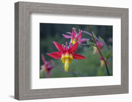 USA. Washington State. Crimson Columbine blooming in Mt. Rainier National Park.-Gary Luhm-Framed Photographic Print