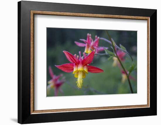 USA. Washington State. Crimson Columbine blooming in Mt. Rainier National Park.-Gary Luhm-Framed Photographic Print