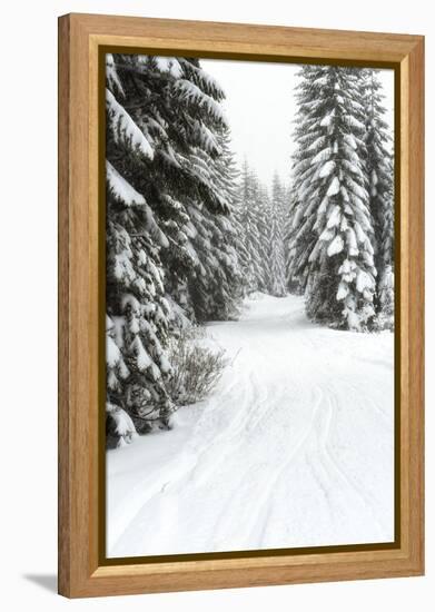 USA, Washington State, Crystal Mountain area. Winter snow.-Savanah Stewart-Framed Premier Image Canvas