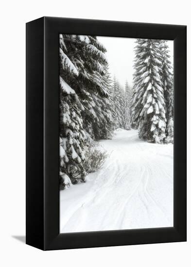 USA, Washington State, Crystal Mountain area. Winter snow.-Savanah Stewart-Framed Premier Image Canvas