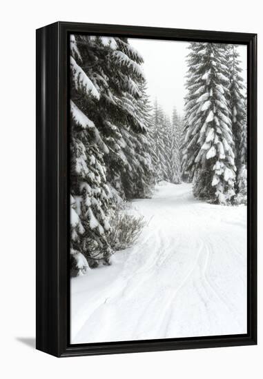 USA, Washington State, Crystal Mountain area. Winter snow.-Savanah Stewart-Framed Premier Image Canvas