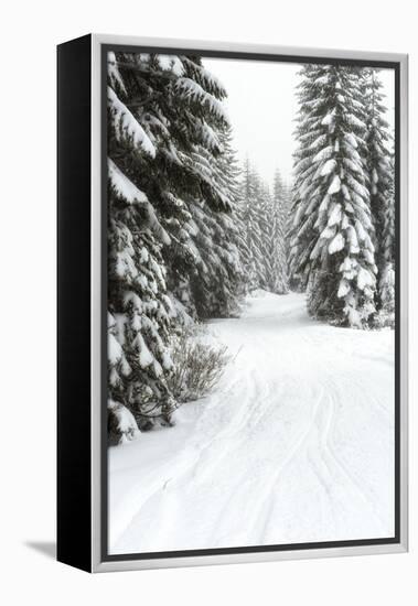 USA, Washington State, Crystal Mountain area. Winter snow.-Savanah Stewart-Framed Premier Image Canvas