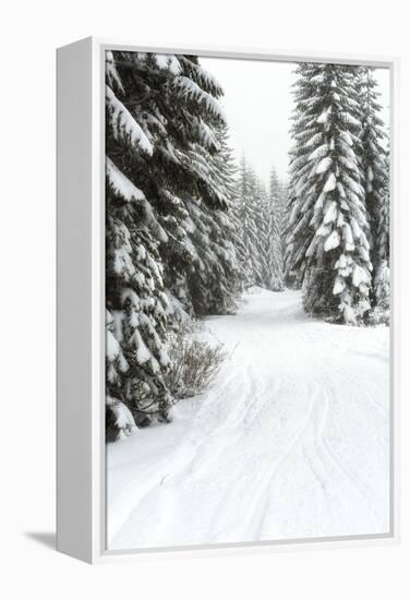 USA, Washington State, Crystal Mountain area. Winter snow.-Savanah Stewart-Framed Premier Image Canvas