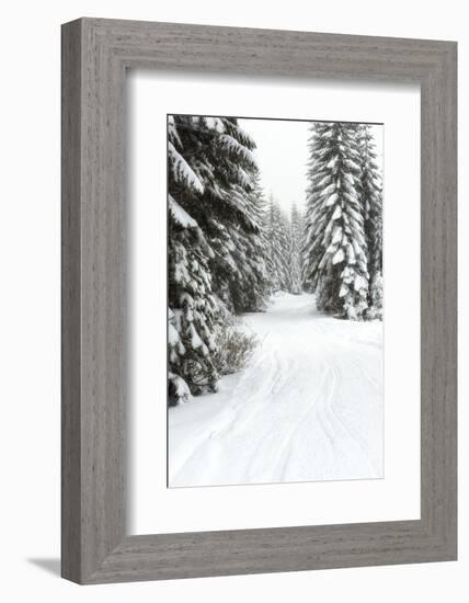 USA, Washington State, Crystal Mountain area. Winter snow.-Savanah Stewart-Framed Photographic Print