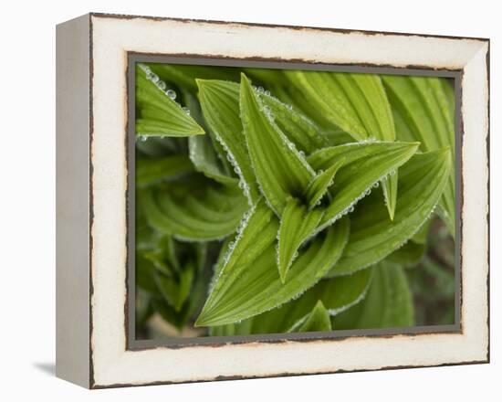 Usa, Washington State, Crystal Mountain. Skunk cabbage with dew drops.-Merrill Images-Framed Premier Image Canvas