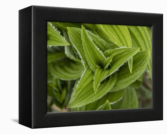 Usa, Washington State, Crystal Mountain. Skunk cabbage with dew drops.-Merrill Images-Framed Premier Image Canvas