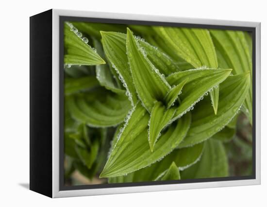 Usa, Washington State, Crystal Mountain. Skunk cabbage with dew drops.-Merrill Images-Framed Premier Image Canvas