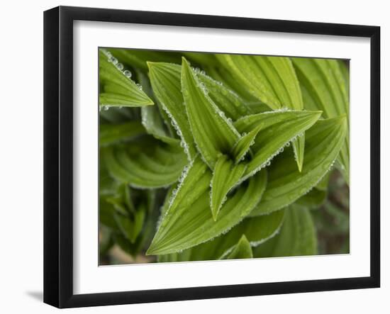 Usa, Washington State, Crystal Mountain. Skunk cabbage with dew drops.-Merrill Images-Framed Photographic Print