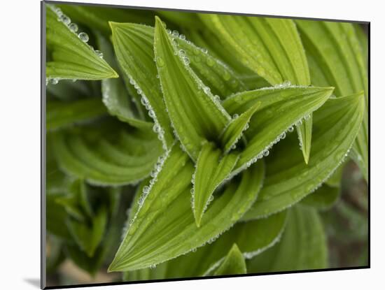 Usa, Washington State, Crystal Mountain. Skunk cabbage with dew drops.-Merrill Images-Mounted Photographic Print