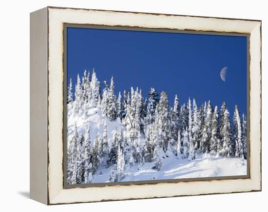 Usa, Washington State, Crystal Mountain. Snow covered trees and moon in blue sky.-Merrill Images-Framed Premier Image Canvas