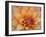 Usa, Washington State, Duvall. Orange Garden dahlia close-up-Merrill Images-Framed Photographic Print